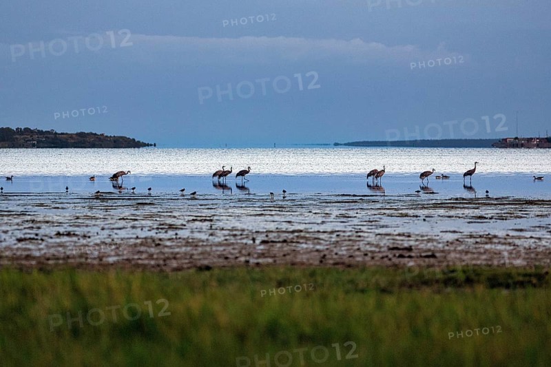 Grey cranes