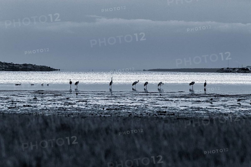 Grey cranes