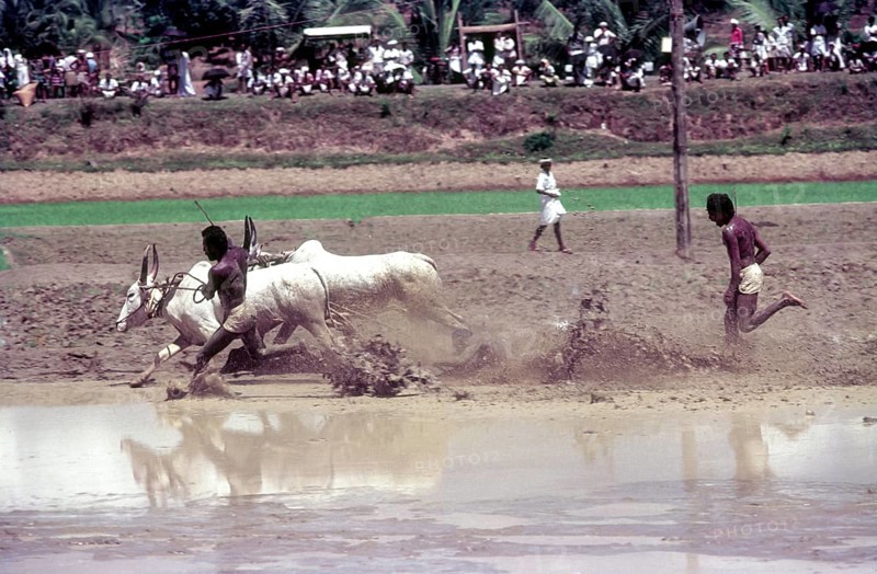 A jockey lying in the racing field in Maramadi or Kalappoottu is a type of cattle race conducted in Kundara Pillaveettil paddy fields in Kollam