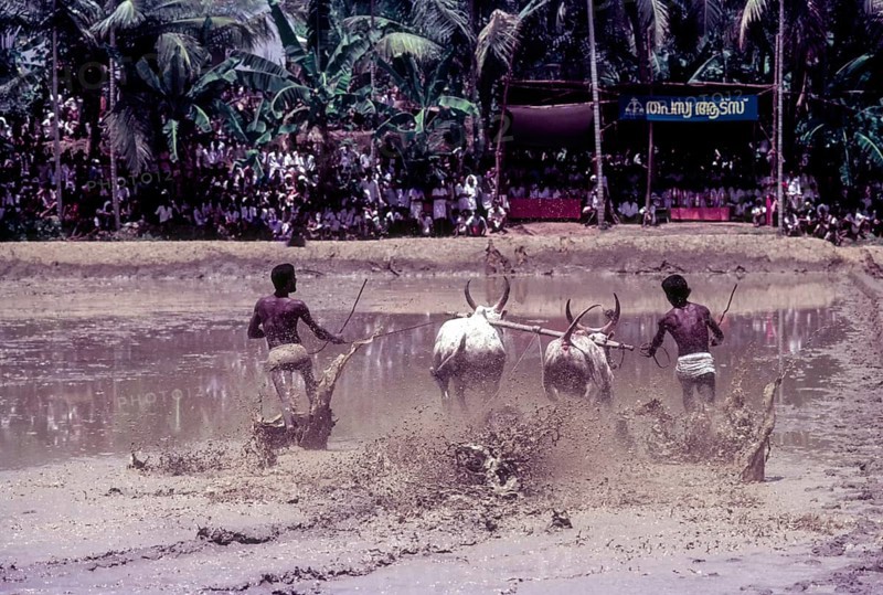 A jockey lying in the racing field in Maramadi or Kalappoottu is a type of cattle race conducted in Kundara Pillaveettil paddy fields in Kollam