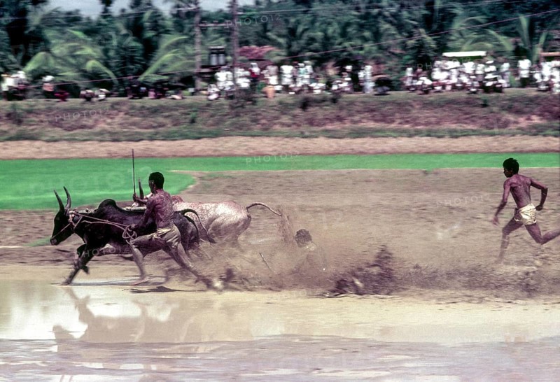A jockey lying in the racing field in Maramadi or Kalappoottu is a type of cattle race conducted in Kundara Pillaveettil paddy fields in Kollam