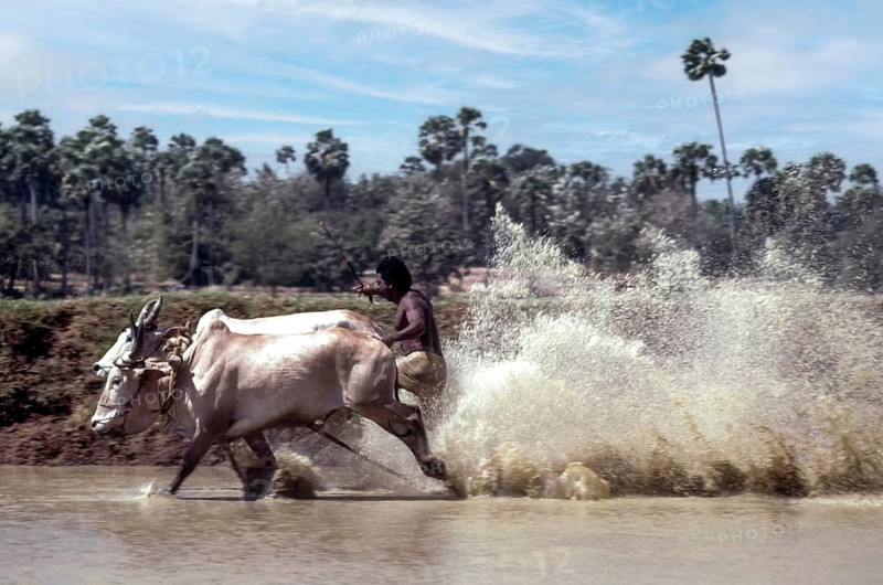 Racing bullocks and jockey