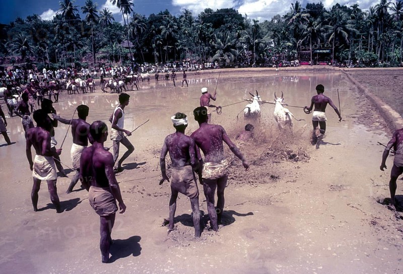 Assistants of the racing bullocks watching the start of the race in Maramadi or Kalappoottu is a type of cattle race conducted in Chithali near Palakkad
