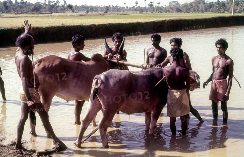The position of the plank on which the jockey sets his feet when starting the race. Maramadi or Kalappoottu is a type of cattle race conducted in Chithali near Palakkad