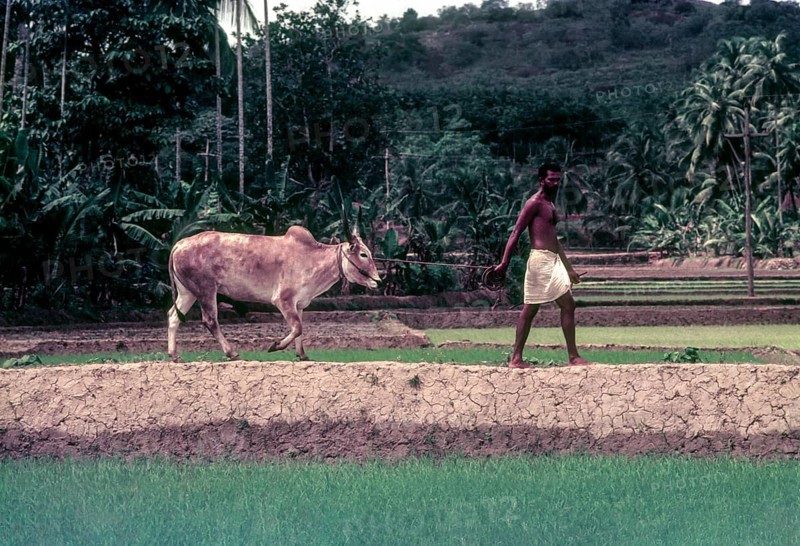 A man bringing his bullock for the race in Maramadi or Kalappoottu is a type of cattle race conducted in Chithali near Palakkad