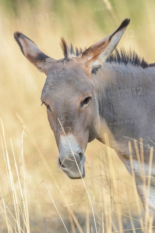 Portrait of a donkey in pasture in summer. Alsace