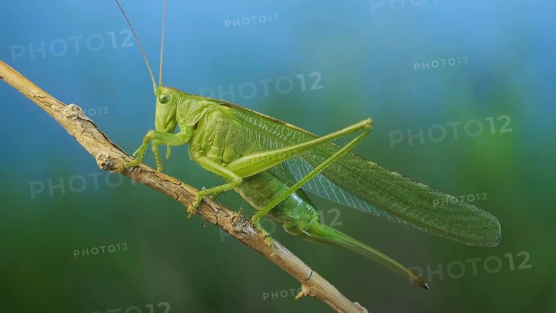 Green grasshopper sits on a branch against a blue sky and green vegetation. Great green bush-cricket