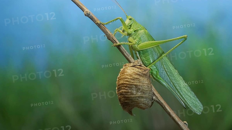 Green grasshopper sits on a branch against a blue sky and green vegetation. Great green bush-cricket