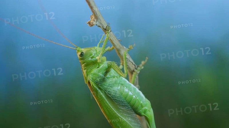 Green grasshopper sits on a branch against a blue sky and green vegetation. Great green bush-cricket