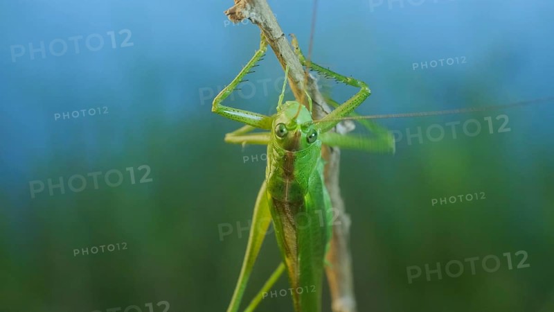 Green grasshopper sits on a branch against a blue sky and green vegetation. Great green bush-cricket