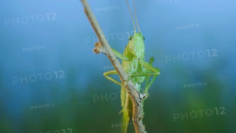 Green grasshopper sits on a branch against a blue sky and green vegetation. Great green bush-cricket
