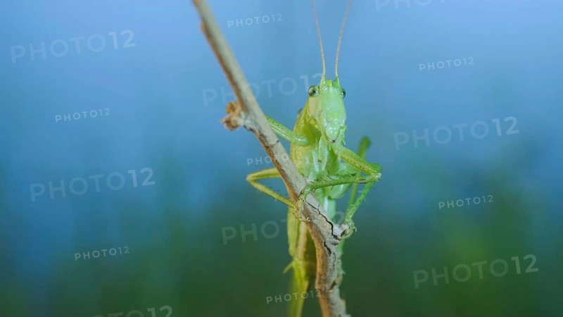 Green grasshopper sits on a branch against a blue sky and green vegetation. Great green bush-cricket