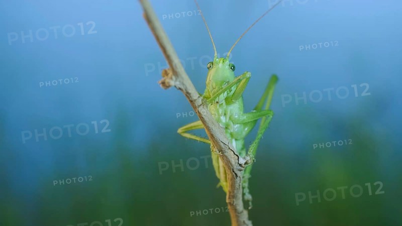 Green grasshopper sits on a branch against a blue sky and green vegetation. Great green bush-cricket