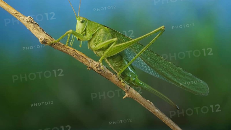 Green grasshopper sits on a branch against a blue sky and green vegetation. Great green bush-cricket