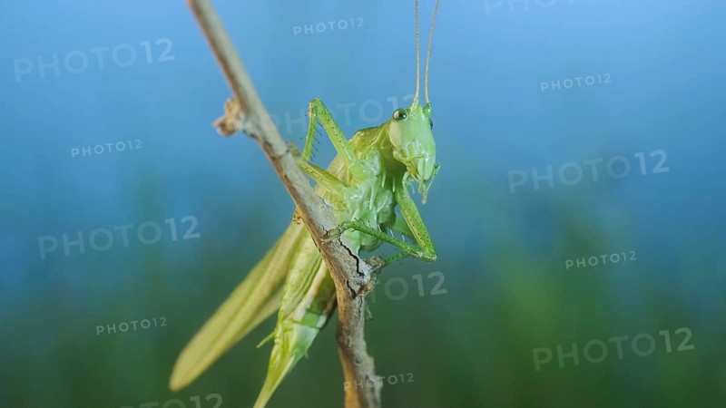 Green grasshopper sits on a branch against a blue sky and green vegetation. Great green bush-cricket