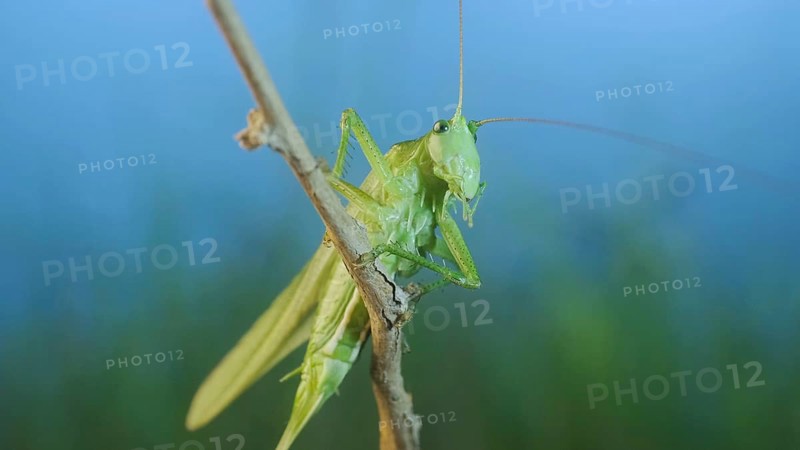 Green grasshopper sits on a branch against a blue sky and green vegetation. Great green bush-cricket