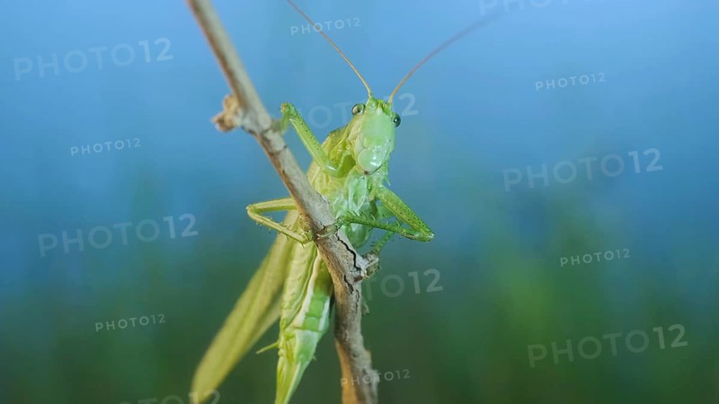 Green grasshopper sits on a branch against a blue sky and green vegetation. Great green bush-cricket