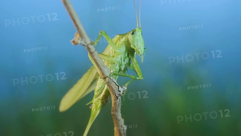 Green grasshopper sits on a branch against a blue sky and green vegetation. Great green bush-cricket