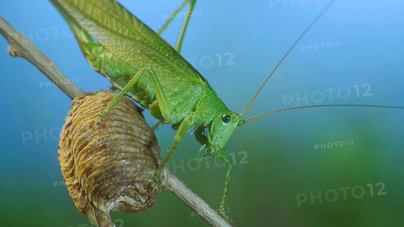 Green grasshopper sits on a branch against a blue sky and green vegetation. Great green bush-cricket
