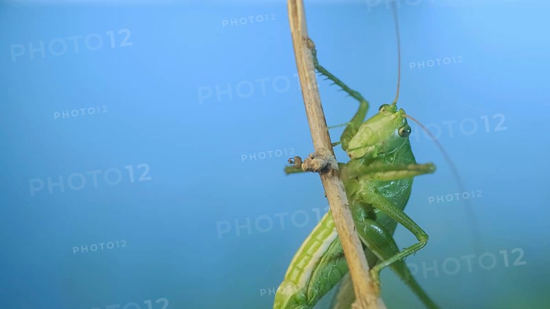 Green grasshopper sits on a branch against a blue sky and green vegetation. Great green bush-cricket