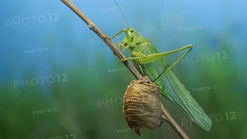 Green grasshopper sits on a branch against a blue sky and green vegetation. Great green bush-cricket