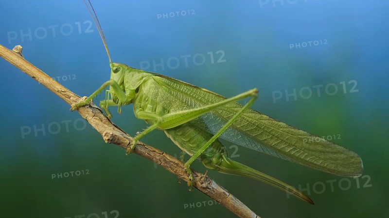Green grasshopper sits on a branch against a blue sky and green vegetation. Great green bush-cricket