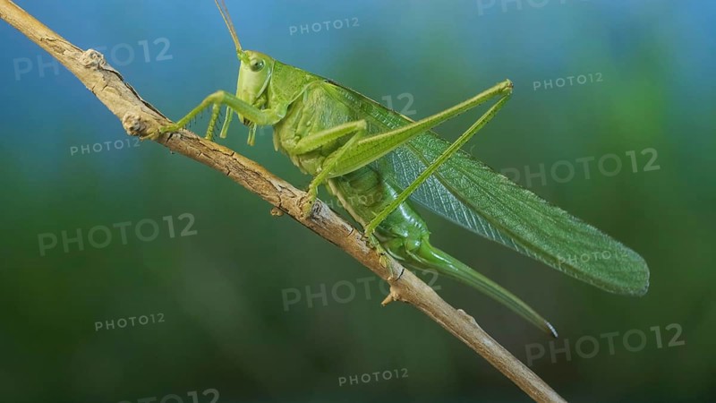 Green grasshopper sits on a branch against a blue sky and green vegetation. Great green bush-cricket