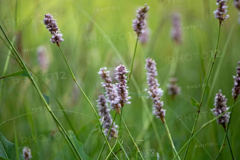 Meadow bistort