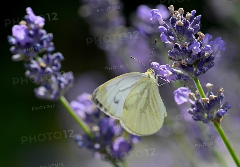 Small cabbage white