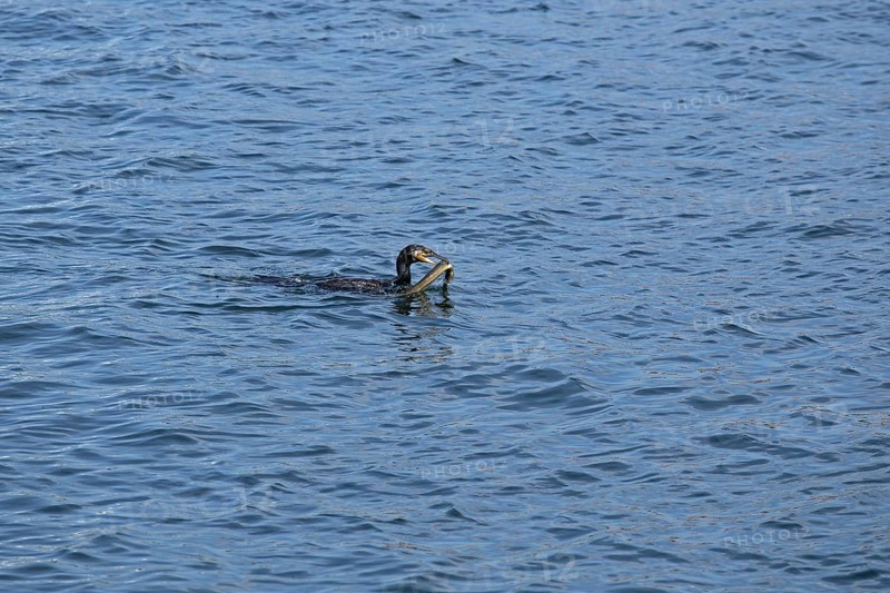 Cormorant caught eel