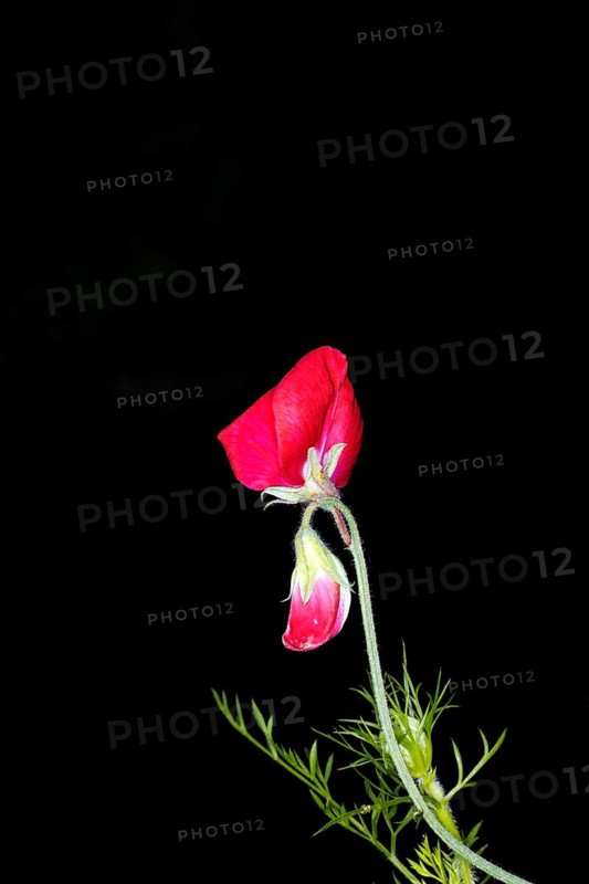 Flower of a perennial peavine