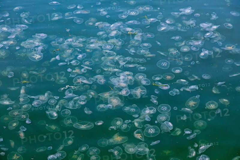 Jellyfish in the harbour basin