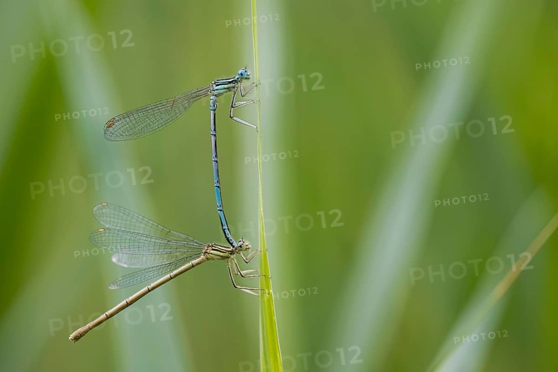 Blue damselfly