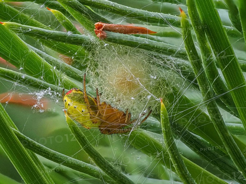 Close-up of cucumber green spider