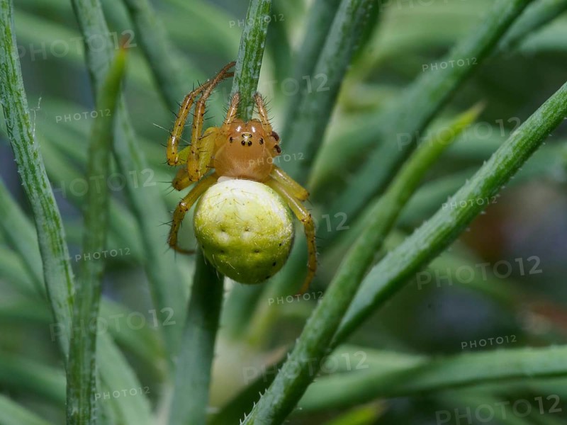 Close-up cucumber green spider