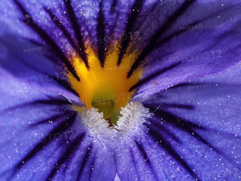 Close-up