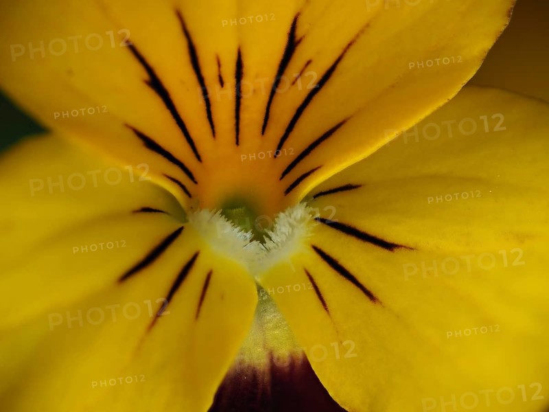 Close-up