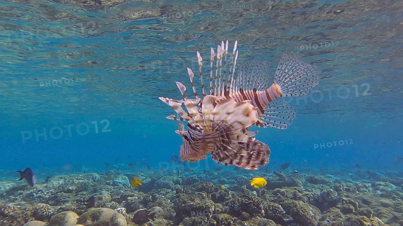 Common Lionfish or Red