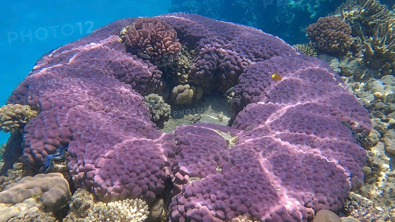 Beautiful tropical coral reef in the shape of a ring