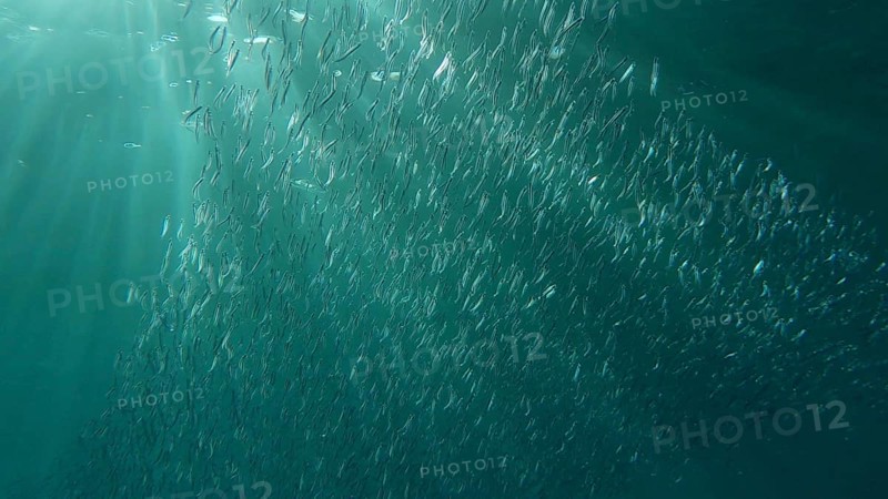 Large school of small fish swims under surface of water in the sun rays on dawn. Red sea