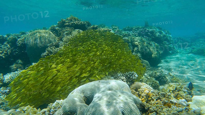 Massive school of juvenile Rabbitfish