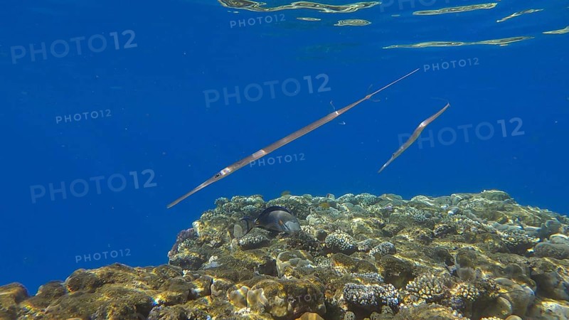 Two Cornetfish morning hunting over top of the coral reef on the shallow water in the sunshine. Bluespotted Cornetfish