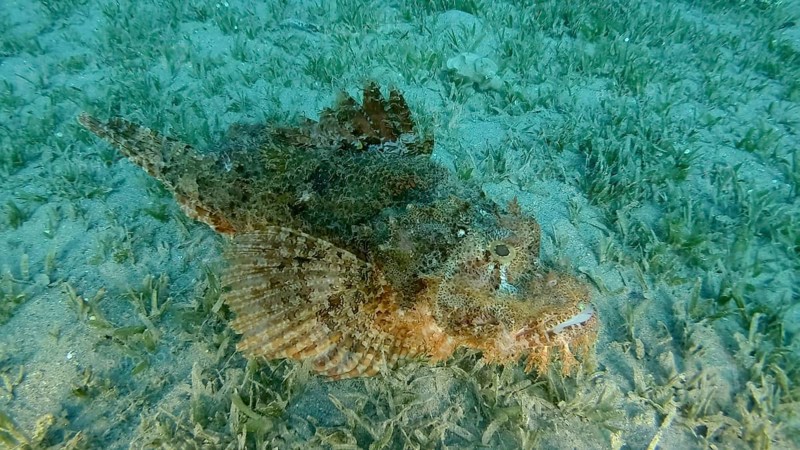 Scorpion fish lie on the reef. Bearded Scorpionfish