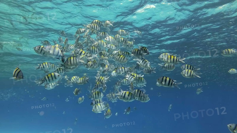 Tropical fishes of various species feeds in the surface water rich in plankton. Visually distinguishable plankton-rich water layer