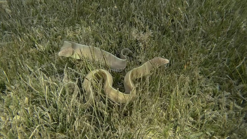 Close-up of couple Moray lie in green seagrass. Geometric moray