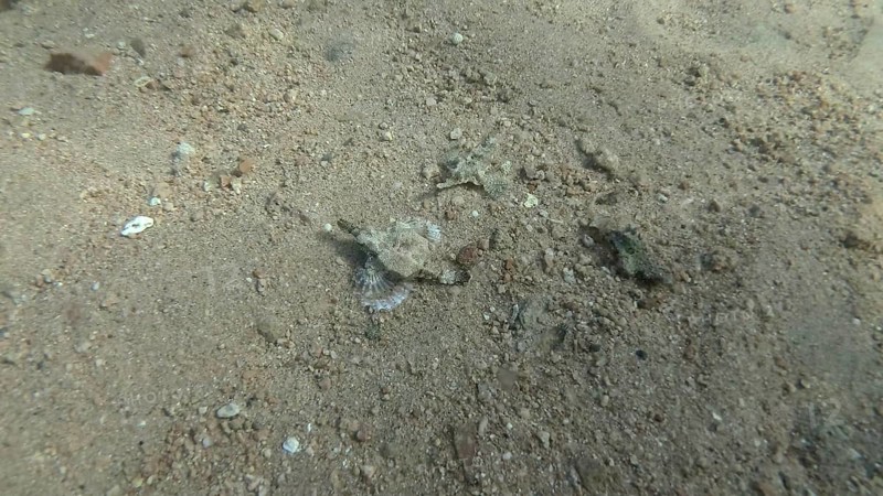 Seamoth moves on the sandy bottom in shallow water in sun rays. Pegasus