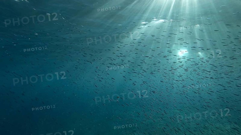 Large school of small fish swims under surface of water in the sun rays on dawn. Red sea