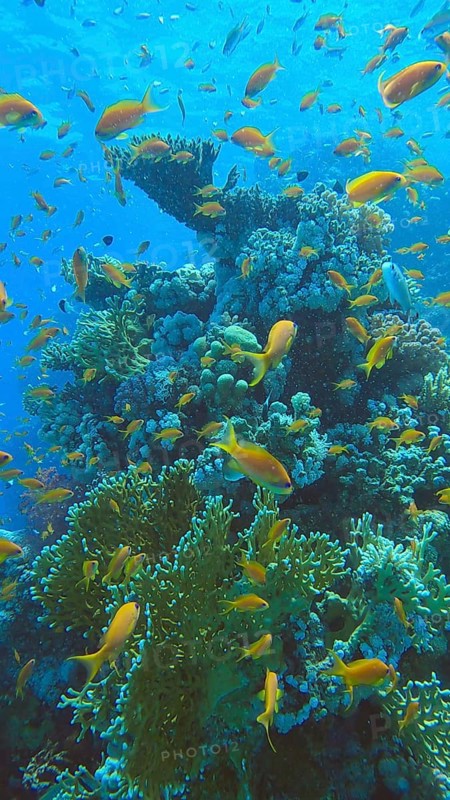 Colorful tropical fish swims on coral reef on blue water background. Underwater life in the ocean. Arabian Chromis