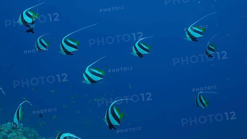 School of Bannerfish slowly swims above sandy bottom covered with green seagrass. Shoal of Schooling bannerfish