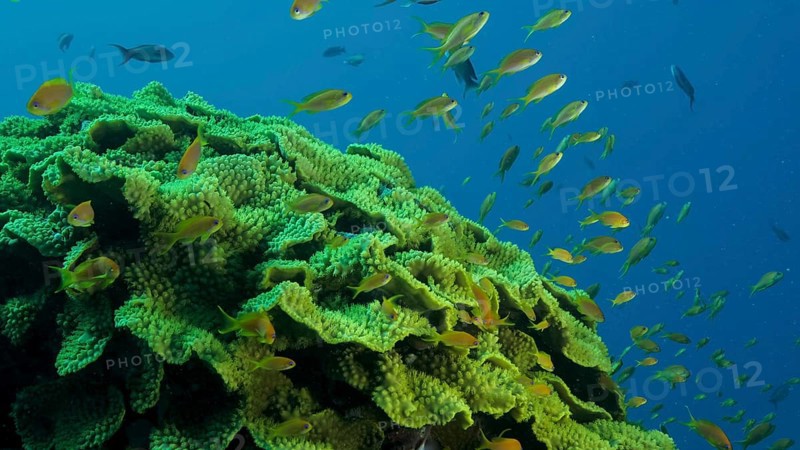School of Lyretail AnthiasÂ or Sea Goldie